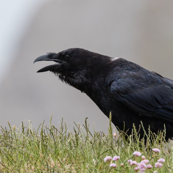 Raven | BTO - British Trust for Ornithology